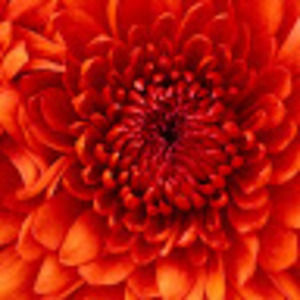 Meet your Posher, Bribri